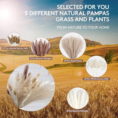 120PCS Dried Pampas Grass Decor – Bunny Tail Grass, White & Brown Reed Plumes, Tall Fluffy Boho Vase Filler for Rustic Wedding, Japandi Home, Shelf & Centerpiece Styling in Kuwait