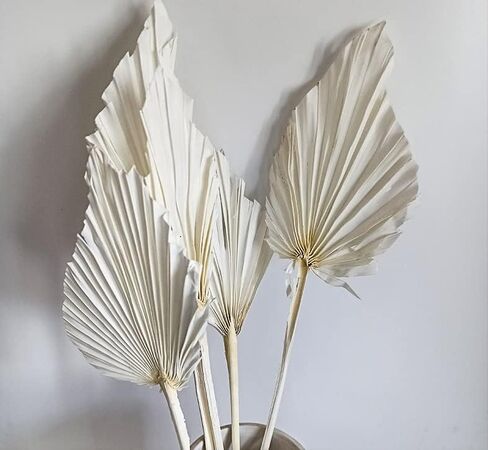5 PCS Palm Fan Leaf Dray Flower DIY ترتيب زهرة الزهرة ديكور المنزل لمرض زفاف حفل الزفاف ديكور الجدار المنزل (أبيض) in Kuwait