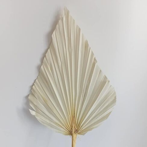 5 PCS Palm Fan Leaf Dray Flower DIY ترتيب زهرة الزهرة ديكور المنزل لمرض زفاف حفل الزفاف ديكور الجدار المنزل (أبيض) in Kuwait