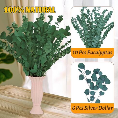 16 PCs Shower Eucalyptus شنقا ، الأوكالبتوس الطازجة الحقيقية للاستحمام 17 "جفاف الأوكالبتوس ينبع الفروع وأوراق الدولار الفضي حزمة للاستحمام ، ديكور الحمام in Kuwait