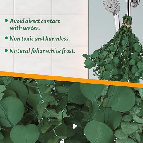 16 PCs Shower Eucalyptus شنقا ، الأوكالبتوس الطازجة الحقيقية للاستحمام 17 "جفاف الأوكالبتوس ينبع الفروع وأوراق الدولار الفضي حزمة للاستحمام ، ديكور الحمام in Kuwait