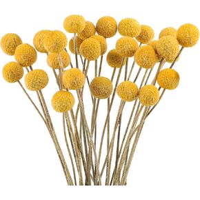 30 PCS Dried Billy Balls Flowers Golden Ball Flower Bouquet Dried Craspedia Globosa Decor for DIY Crafts Wreath Home Decor Cake Decor Wedding Decor Party Centerpieces Decor (Golden)