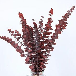 20pcs Dried Red Eucalyptus Stems 17" Natural Fresh Eucalyptus Plant for Shower Hanging, Wedding Decor Home Decor Farmhouse Decor DIY Spring Decor,Green
