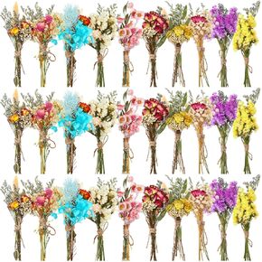Nuanchu 30 PCS Mini المجفف زهرة الزهور تنسى لي ليس باقات مجففة الزهور المنقوش مع الجذعية لله الخاصصة ، زفاف ، ديكور حفلات سجل القصاصات DIY (كلاسيكي) in Kuwait