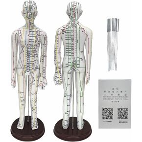 Body Acupuncture Model 20.5" - with English Points, Acupuncture Doll, Meridians Acupuncture Point Model, High Definition Clear Acupoint for Student Practice, Acupuncturists Training (Male Model)