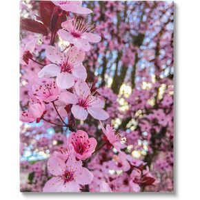 Stupell Industries Spring Pink Cherry Blossom Flowers Blooming Photography Canvas Wall Art, Design By Heidi Bannon