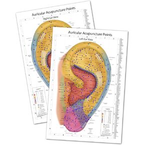 Comprehensive Auriculotherapy Wall Chart - 2025 Edition | 240+ Points, Chinese & European Acupuncture | Stunning 24x36 Full-Color Reference, Both Left and Right Ears