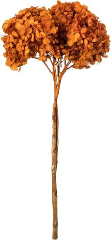 Vickerman Brown Hydrangea 15" Long Stem, Real Preserved Dried Floral Decor for Wedding, Home or Everyday Arrangements in Saudi Arabia