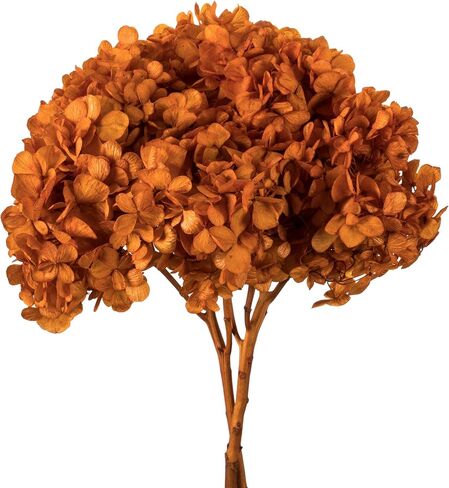 Vickerman Brown Hydrangea 15" Long Stem, Real Preserved Dried Floral Decor for Wedding, Home or Everyday Arrangements in Saudi Arabia