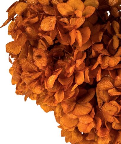 Vickerman Brown Hydrangea 15" Long Stem, Real Preserved Dried Floral Decor for Wedding, Home or Everyday Arrangements in Saudi Arabia