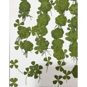 24 pcs Mini Four Leaf Clover Real Pressed Dried Flowers for Resin DIY Craft Art Floral Decors - (Size Around 1-1.5cm)