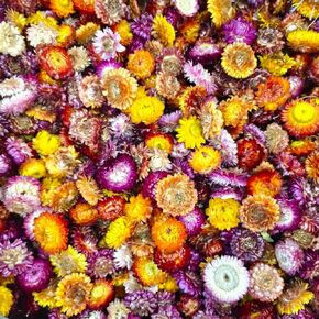 Dried Daisy Flowers Heads, Dried Chrysanthemum, Multicolor, for Wedding Decor, Home Party, DIY Craft，55-60 Pcs
