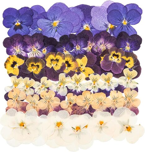 48 PCS Pansy Pressed Flowers للحرف اليدوية ، الزهور المجففة الأرجواني للراتنج ، مجموعة كبيرة من السجمية الطبيعية JONTH JUMP-UP لـ DIY ، كتب القصاصات ، صنع الصابون ، تزيين الكيك ، زخرفة الزفاف in Kuwait