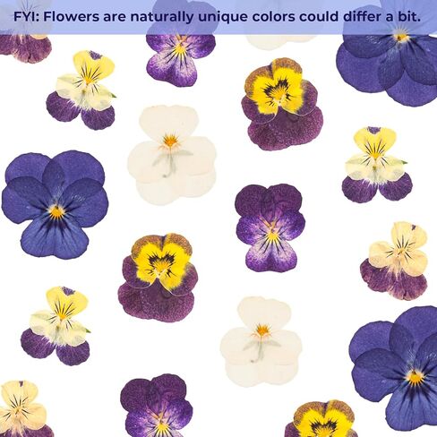 48 PCS Pansy Pressed Flowers للحرف اليدوية ، الزهور المجففة الأرجواني للراتنج ، مجموعة كبيرة من السجمية الطبيعية JONTH JUMP-UP لـ DIY ، كتب القصاصات ، صنع الصابون ، تزيين الكيك ، زخرفة الزفاف in Kuwait
