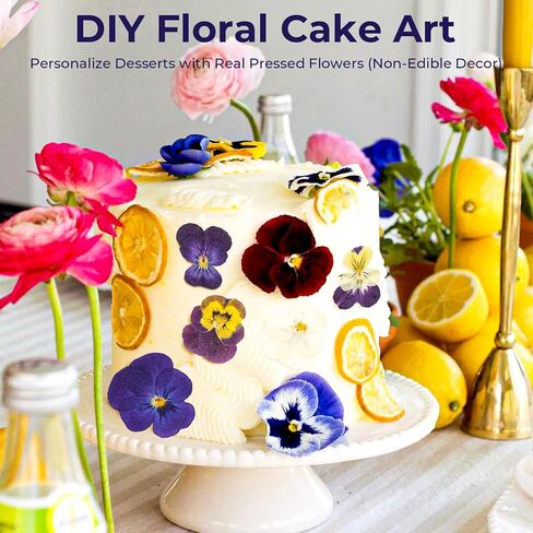 48 PCS Pansy Pressed Flowers للحرف اليدوية ، الزهور المجففة الأرجواني للراتنج ، مجموعة كبيرة من السجمية الطبيعية JONTH JUMP-UP لـ DIY ، كتب القصاصات ، صنع الصابون ، تزيين الكيك ، زخرفة الزفاف in Kuwait