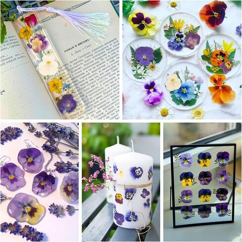 48 PCS Pansy Pressed Flowers للحرف اليدوية ، الزهور المجففة الأرجواني للراتنج ، مجموعة كبيرة من السجمية الطبيعية JONTH JUMP-UP لـ DIY ، كتب القصاصات ، صنع الصابون ، تزيين الكيك ، زخرفة الزفاف in Kuwait