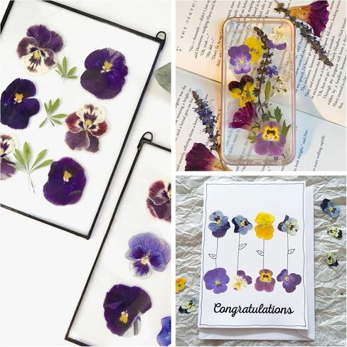 48 PCS Pansy Pressed Flowers للحرف اليدوية ، الزهور المجففة الأرجواني للراتنج ، مجموعة كبيرة من السجمية الطبيعية JONTH JUMP-UP لـ DIY ، كتب القصاصات ، صنع الصابون ، تزيين الكيك ، زخرفة الزفاف in Kuwait