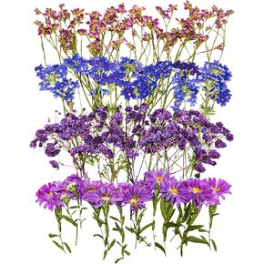 48 Pcs Pansy Pressed Flowers for Crafts, Purple Dried Flowers for Resin, Small Natural Flat Johnny Jump-Up Bulk Kit for DIY, Scrapbooking, Soap Making, Cake Decorating, Wedding Decoration
