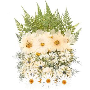 48 PCS Pansy Pressed Flowers للحرف اليدوية ، الزهور المجففة الأرجواني للراتنج ، مجموعة كبيرة من السجمية الطبيعية JONTH JUMP-UP لـ DIY ، كتب القصاصات ، صنع الصابون ، تزيين الكيك ، زخرفة الزفاف in Kuwait