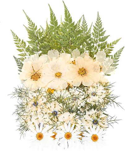 48 PCS Pansy Pressed Flowers للحرف اليدوية ، الزهور المجففة الأرجواني للراتنج ، مجموعة كبيرة من السجمية الطبيعية JONTH JUMP-UP لـ DIY ، كتب القصاصات ، صنع الصابون ، تزيين الكيك ، زخرفة الزفاف in Kuwait