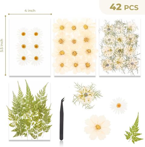 48 PCS Pansy Pressed Flowers للحرف اليدوية ، الزهور المجففة الأرجواني للراتنج ، مجموعة كبيرة من السجمية الطبيعية JONTH JUMP-UP لـ DIY ، كتب القصاصات ، صنع الصابون ، تزيين الكيك ، زخرفة الزفاف in Kuwait