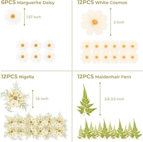 48 PCS Pansy Pressed Flowers للحرف اليدوية ، الزهور المجففة الأرجواني للراتنج ، مجموعة كبيرة من السجمية الطبيعية JONTH JUMP-UP لـ DIY ، كتب القصاصات ، صنع الصابون ، تزيين الكيك ، زخرفة الزفاف in Kuwait