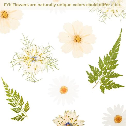 48 PCS Pansy Pressed Flowers للحرف اليدوية ، الزهور المجففة الأرجواني للراتنج ، مجموعة كبيرة من السجمية الطبيعية JONTH JUMP-UP لـ DIY ، كتب القصاصات ، صنع الصابون ، تزيين الكيك ، زخرفة الزفاف in Kuwait