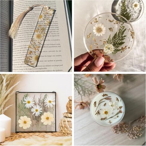 48 PCS Pansy Pressed Flowers للحرف اليدوية ، الزهور المجففة الأرجواني للراتنج ، مجموعة كبيرة من السجمية الطبيعية JONTH JUMP-UP لـ DIY ، كتب القصاصات ، صنع الصابون ، تزيين الكيك ، زخرفة الزفاف in Kuwait