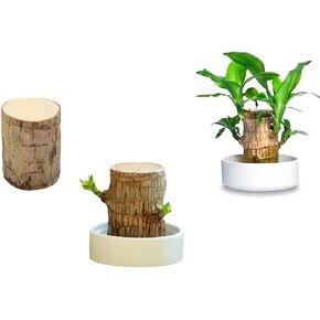 Brazilian Wood Plant,Mini Brazil Lucky Wood,Lucky Tree,with Ceramic Tray Brazilian Tree Perfect for Home,Office Desktop Decoration (Single)