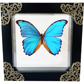 Insect Display Case, Insect Display Box,Butterfly Shadow Box with,Butterfly Display,Insect Pinning Kit,Riker Display Cases for Collecting Butterfly and Bug