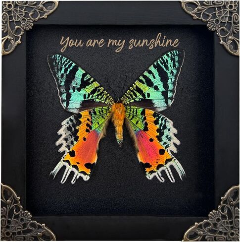 Custom Butterfly Wooden Frame Personalize Gifts Valentines Day Gifts Goth Love Handmade Taxidermy Moth Insect Display Oddities Shadow Box Gift Idea Couple Men Woman Girlfriend Boyfriend Husband Wife in Saudi Arabia
