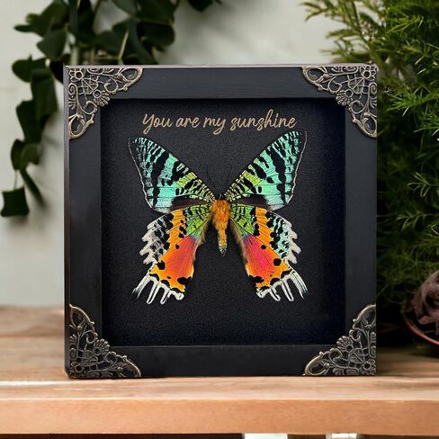 Custom Butterfly Wooden Frame Personalize Gifts Valentines Day Gifts Goth Love Handmade Taxidermy Moth Insect Display Oddities Shadow Box Gift Idea Couple Men Woman Girlfriend Boyfriend Husband Wife in Saudi Arabia