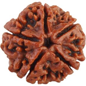 5/Five Mukhi Certified Original Pure Siddha Rudraksha in Handmade Tassel, lovingly Hand-Tied Knots Between Bead from Nepal-Size 16-22mm Brown
