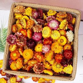 90-110 Pcs Natural Dried Daisy Flower Heads – Multicolor Real Gerbera Daisies & Chrysanthemums – Bulk Sunflowers for DIY Crafts, Wedding Decor, Home & Party Decorations, Headbands (40-60 PCS)