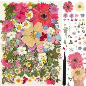Nuanchu 150 pcs 12 "زهور مضغوطة مجففة بالجملة مع 1 Tweezer ، A4 الزهور المجففة الكبيرة لحرف الراتنج الراتنج صابون صنع شمعة طبيعية الربيع من أجل الزجاج