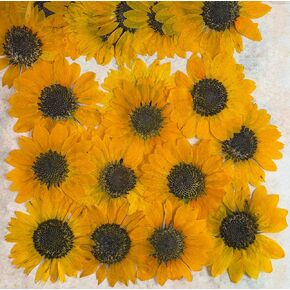12 pcs Mini Yellow Sunflowers Real Pressed Dried Flowers for Resin DIY Craft Art Floral Decors