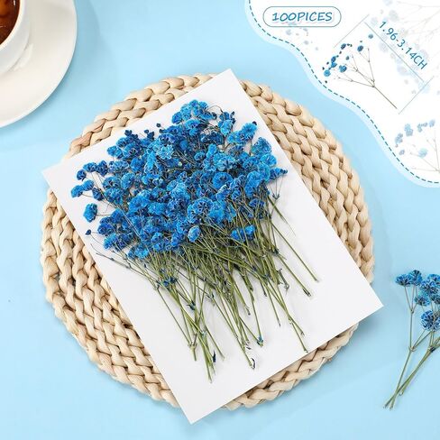 100 pcs baby babys breath flowers babys breaths breath real pressed flowers gypsophila natural for resin wedding art craft baby dey invitations make scrapbooking make (pink) in Kuwait