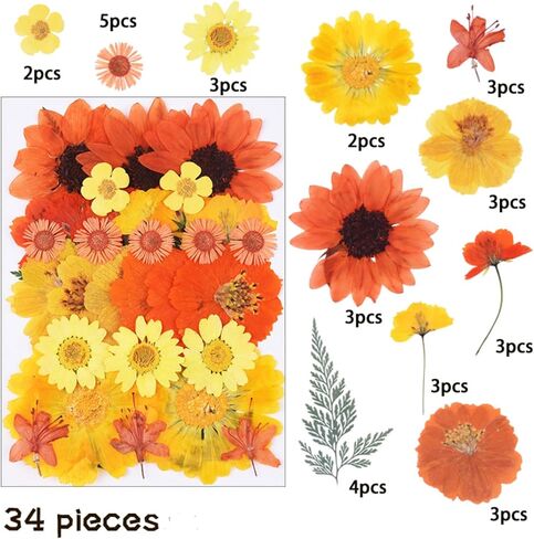 34pcs زهور مضغوطة مجففة للراتنج ، والزهور المضغوطة للحرف اليدوية ، وبتلات الزهور المجففة لإشارة إلى بطاقة تحية ، وألبوم مجموعة عينة من الزهور ، والزهور المجففة لشمعة العطرية (Orange) in Saudi Arabia