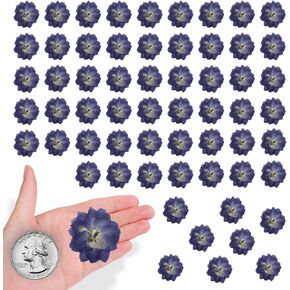 الأرجواني المجفف الزهور المزدحمة Larkspur لتزيين الحرف الراتنج ، 60pcs زهور مضغوطة طبيعية لمجوهرات راتنج ديي كيك كيك صنع شمعة