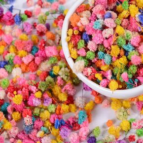 1500pcs Colorful mini Dried Flower Set, Miniature Real Baby's Breath Art Flower Material, for DIY Resin Crafts, Candle Making, soap Making, Nail Decoration, Jewelry Earrings and epoxy Resin Projects