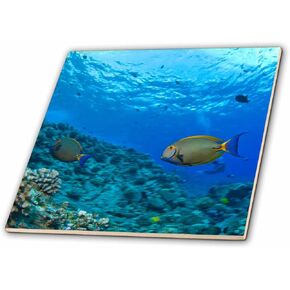 3dRose ct_89954_2 Fish, Hawaii-Us12 Sws0169-Stuart Westmorland-Ceramic Tile, 6-Inch