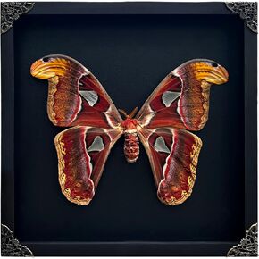Real AtlasMoth Butterfly Dead Insect Dried Bug Lover Shadow Box Gifts for Women Taxidermy Oddity Collectables Specimen Decoration Tabletop Wall Room Art Home Decor Living Gallery K26-35-DE