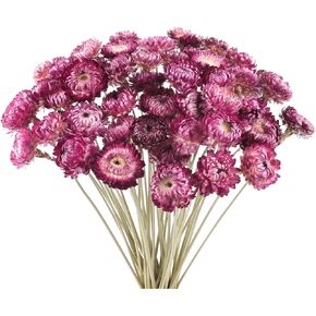 50pcs daisy bouquet مجفف الزهرة الطبيعية chrysanthemum daisies multicolor المجفف للهزيرة ديكور المنزل الحزب diy ترتيب القمح القش الزخارف الحزب (الوردي)