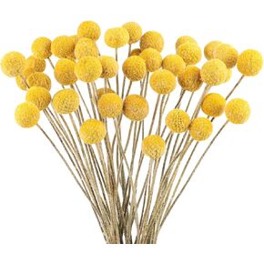 40pcs billy balls الزهور المجففة الكرة الذهبية باقة مجفف craspedia globosa ديكور لديي الحرف الزهر الزهور ديكور ديكور ديكور الزفاف ديكور مركزية القطع المركزية (ذهبية)