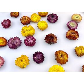Multi-Color Dried Daisy, Sunflower, Chrysanthemum Flower Heads, Set of Pcs for Wedding, Home Party Decoration, DIY