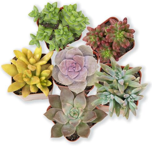 Altman Plants Live Succulents (20 Pack) & Live Pothos Plants (4PK) Indoor House Plants in Saudi Arabia
