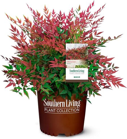 2 Gal. Obsession Nandina Shrub in Kuwait