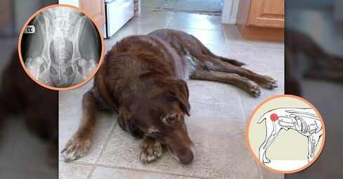 Extend - Joint Care for Dogs - 1 Month Supply - Glucosamine for Dogs with MSM & Ascorbic Acid - Pure Grade Ingredients. in Kuwait