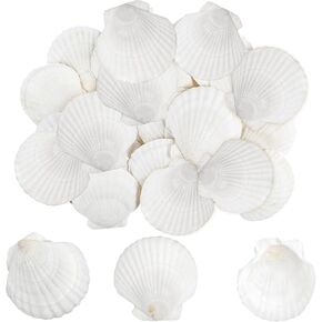DIYASY 30 PCS قذائف الأسقلوب الطبيعة ، 2-3 بوصة قذيفة البحر البيضاء من شاطئ البحر الصدف الحقيقي للرسومات الحرف DIY شاطئ الزفاف ديكورات المنزل