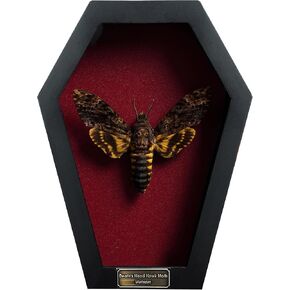 Real Dead Head Moth Coffin Dried Specimen Gothic Decor Taxidermy Gift Entomology Curiosities Shadow Box Display Oddity Hanging Dark Display Table Wall Home Decor CF18-01-DO